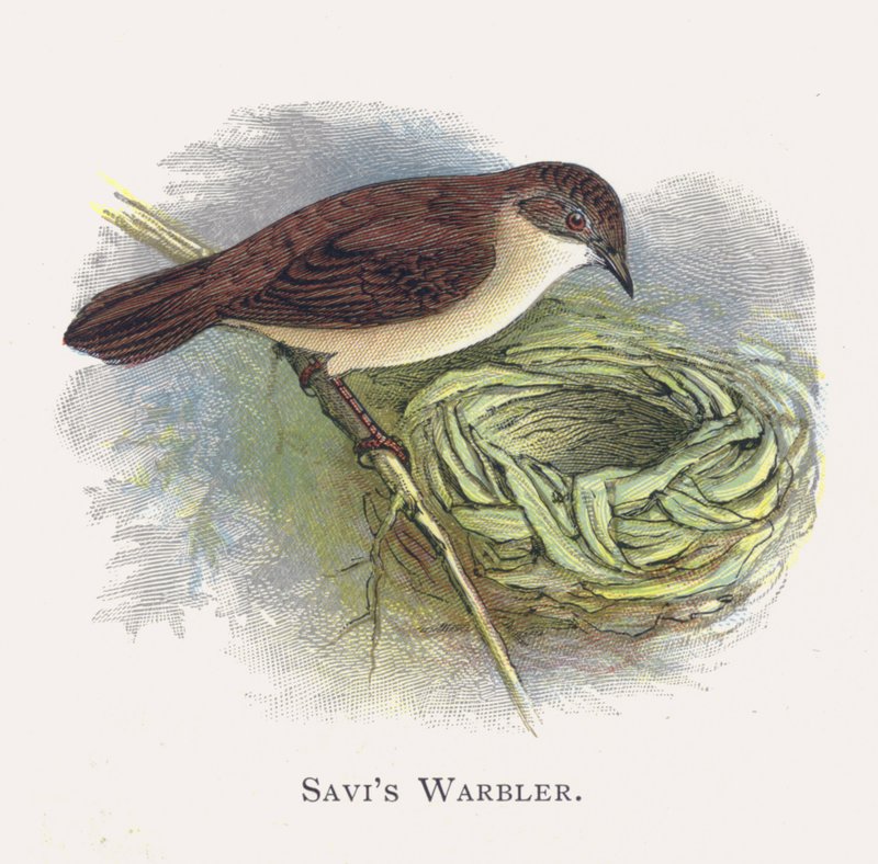 Savis Warbler af Alexander Francis Lydon