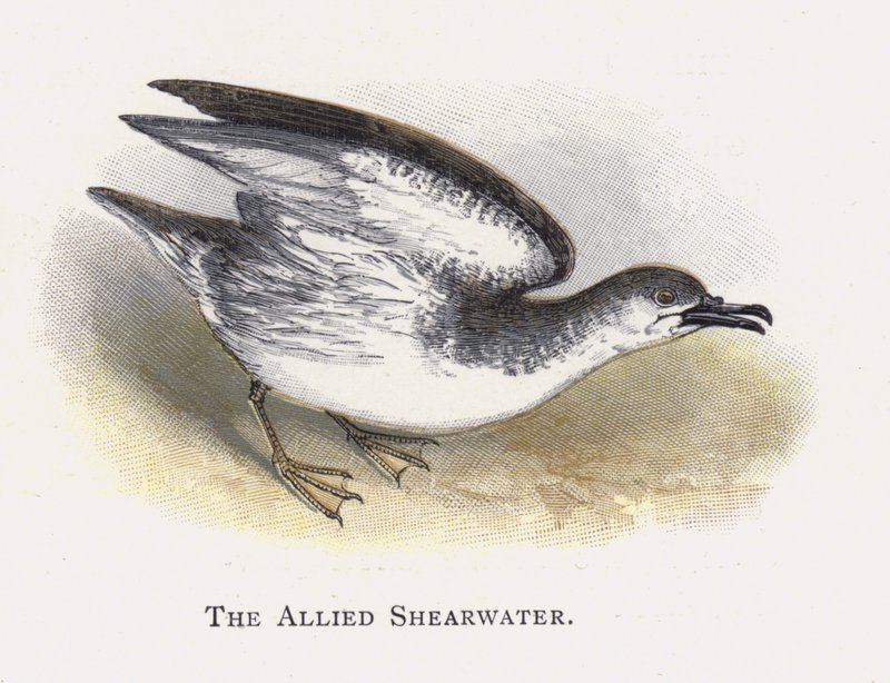 Den allierede Shearwater af Alexander Francis Lydon