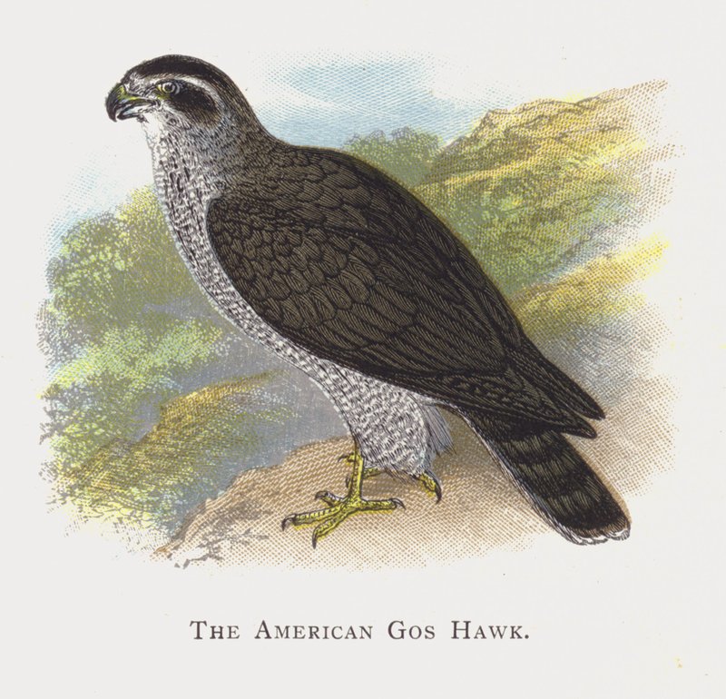 Den amerikanske Gos Hawk af Alexander Francis Lydon