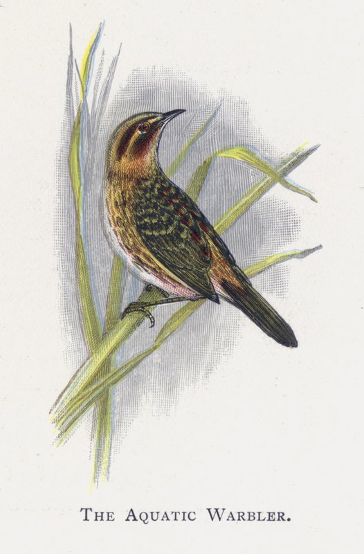 Vandsangeren af Alexander Francis Lydon