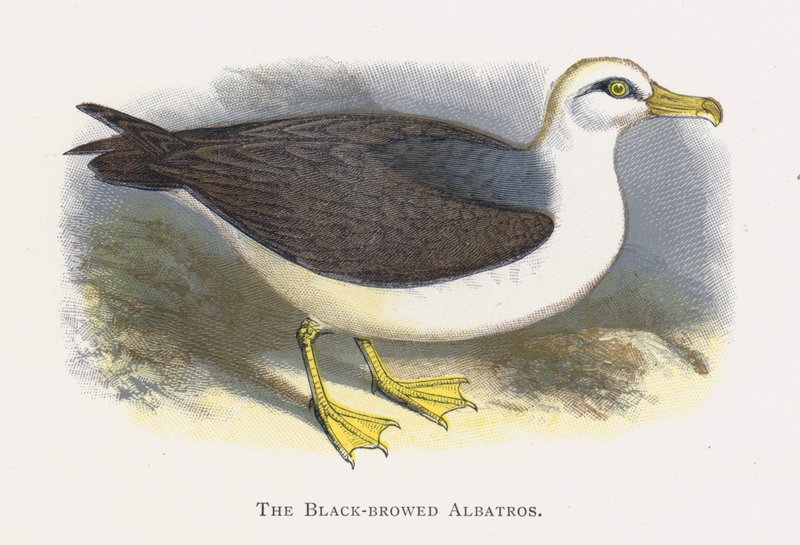 Den sortbrynede Albatros af Alexander Francis Lydon