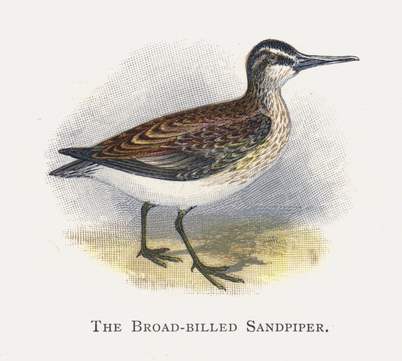 Brednæbbet Sandpiper af Alexander Francis Lydon