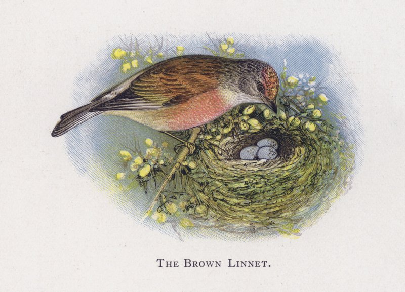 Den brune linnet af Alexander Francis Lydon