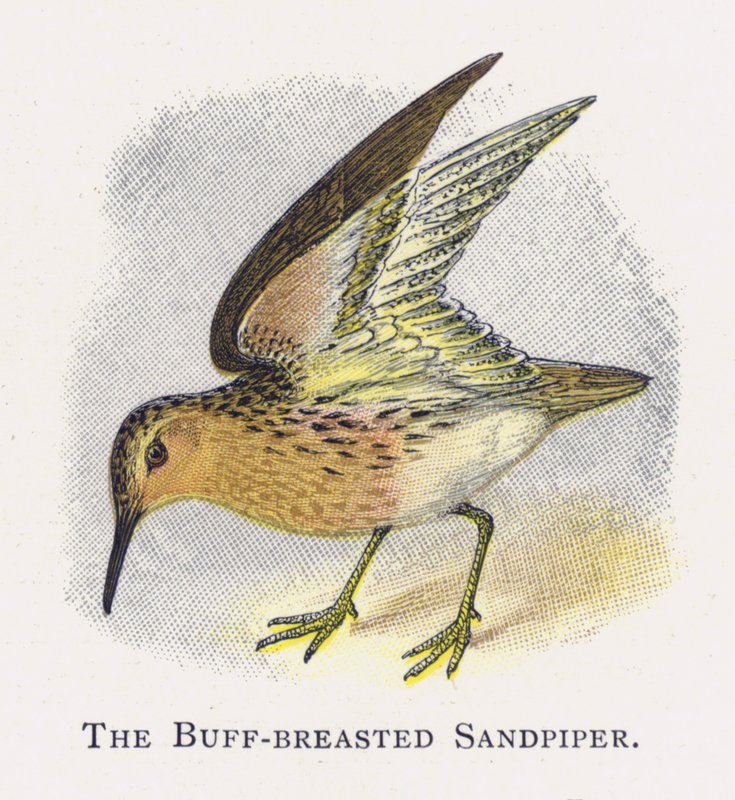Den Buff-breasted Sandpiper af Alexander Francis Lydon
