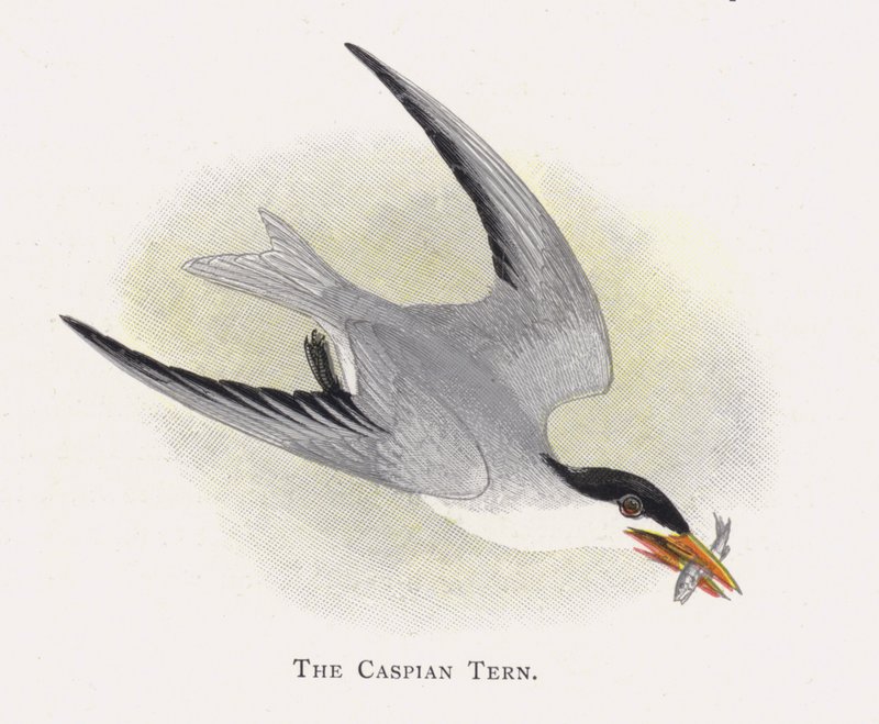 Den kaspiske tern af Alexander Francis Lydon