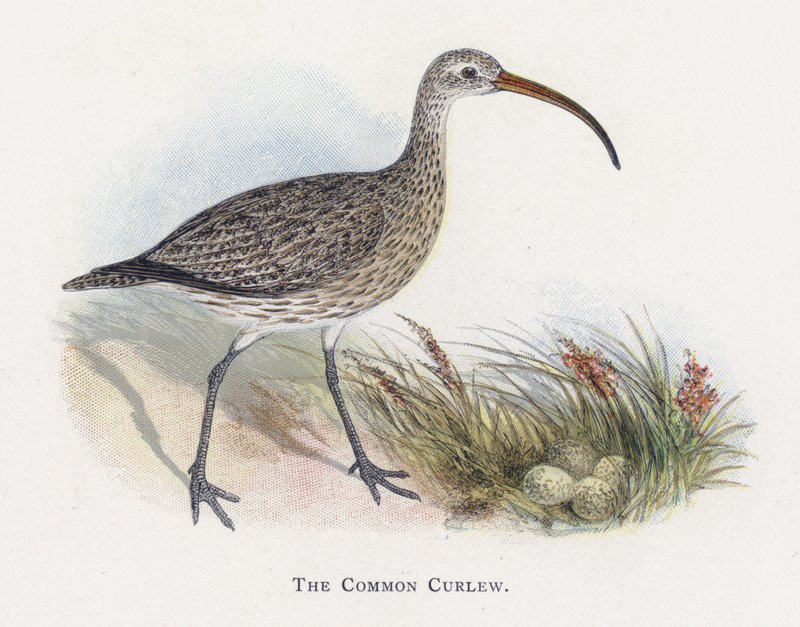 Den almindelige Curlew af Alexander Francis Lydon