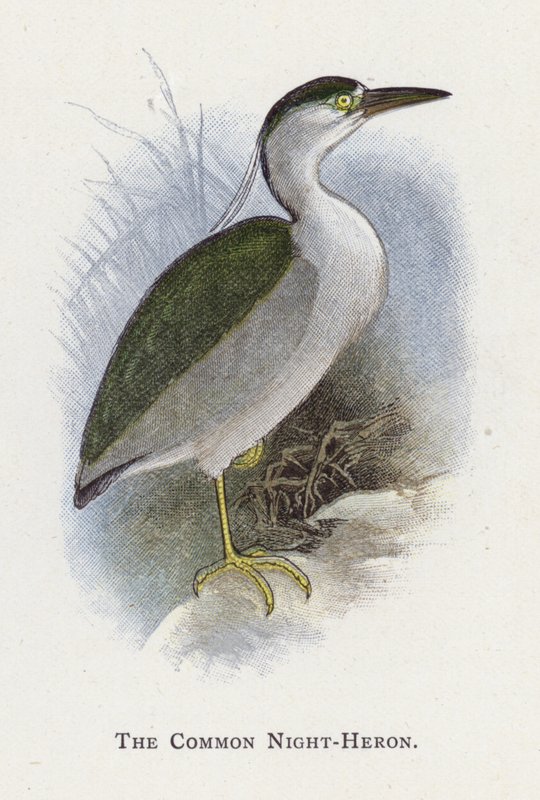 Den almindelige Nattehejre af Alexander Francis Lydon