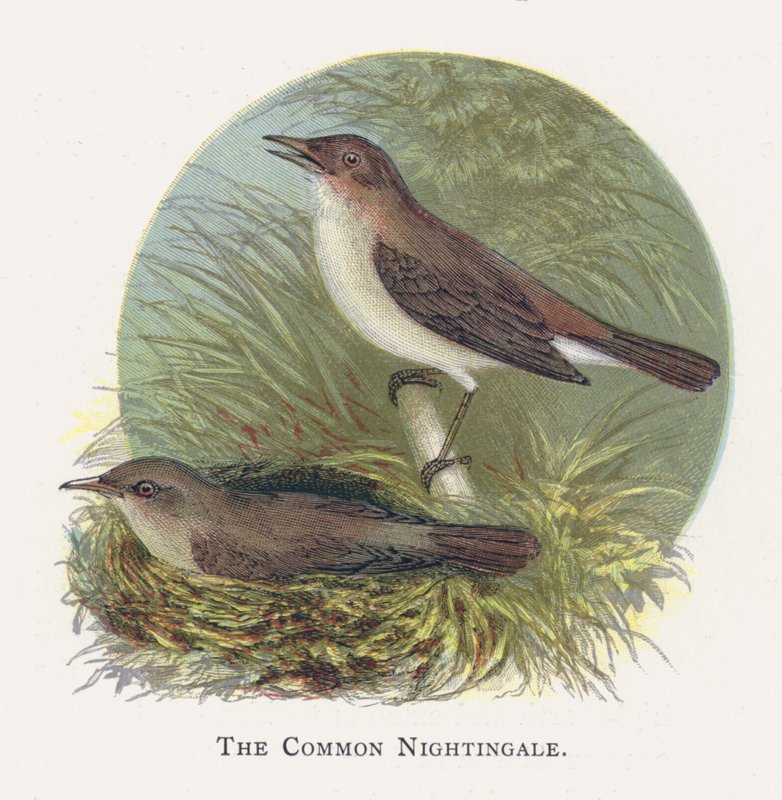Den almindelige nattergal af Alexander Francis Lydon