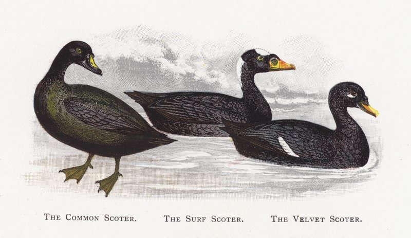 Almindelig Scoter, Surf Scoter, The Velvet Scoter af Alexander Francis Lydon