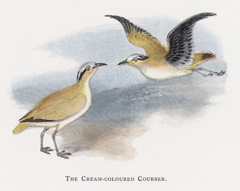 Den cremefarvede Courser af Alexander Francis Lydon
