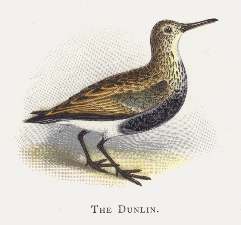 Dunlin af Alexander Francis Lydon