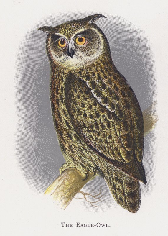 Ørneuglen af Alexander Francis Lydon