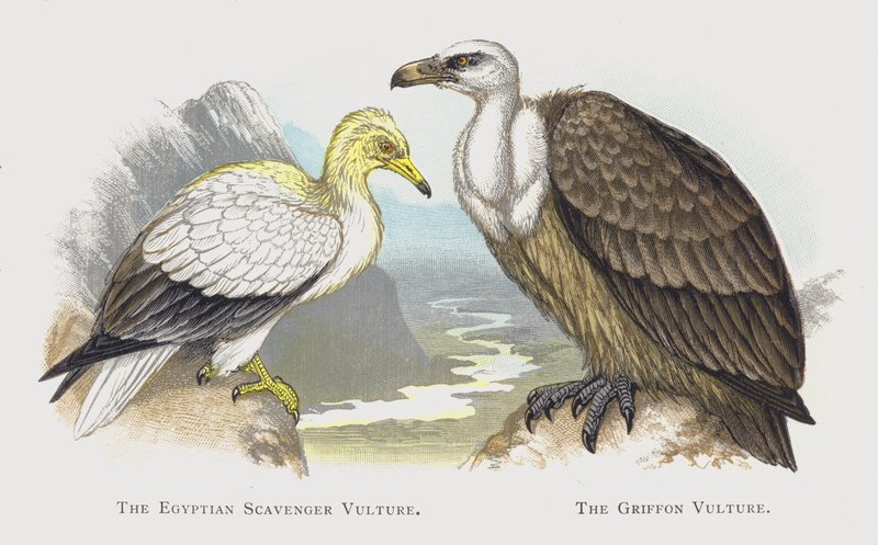 Den egyptiske ådselgrib, Griffon-gribben af Alexander Francis Lydon