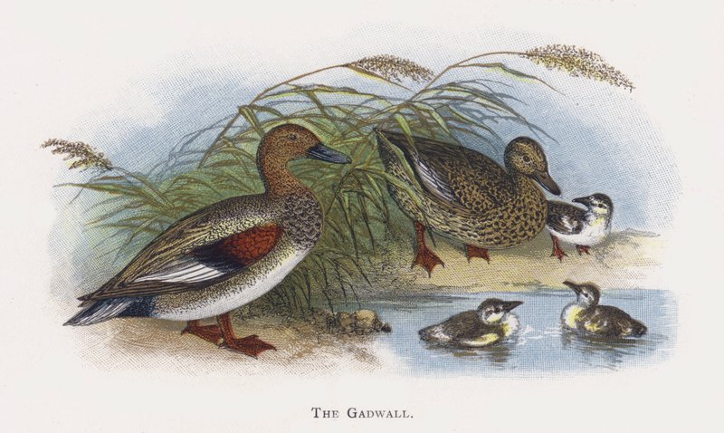 Gadwallen af Alexander Francis Lydon
