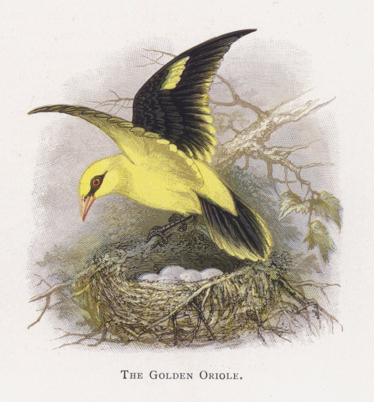 Den Gyldne Oriole af Alexander Francis Lydon
