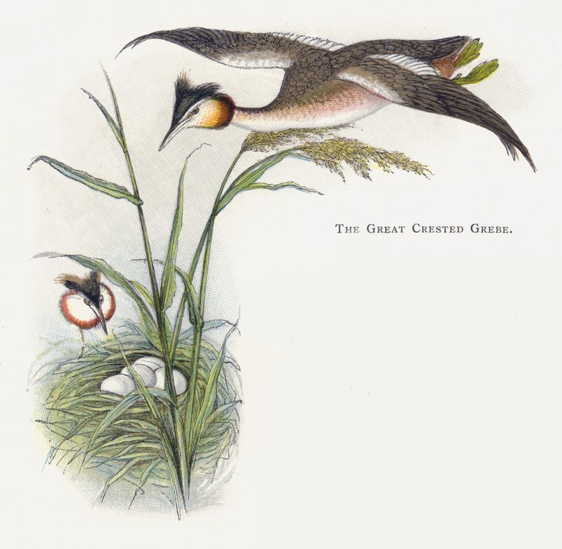 Storkugledykker af Alexander Francis Lydon