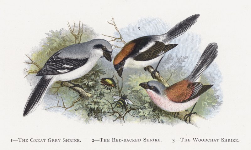 Den Store Grå Shrike, The Red-backed Shrike, The Woodchat Shrike af Alexander Francis Lydon