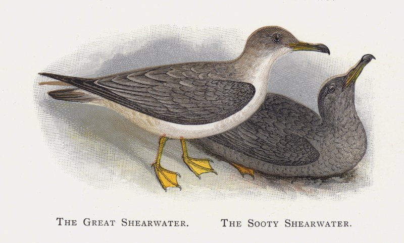 The Great Shearwater, The Sooty Shearwater af Alexander Francis Lydon