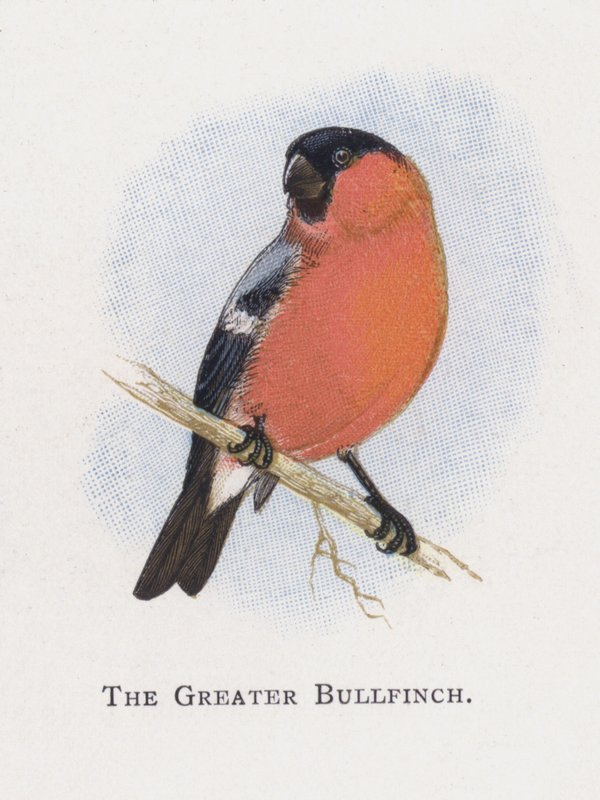 Den større bullfinch af Alexander Francis Lydon
