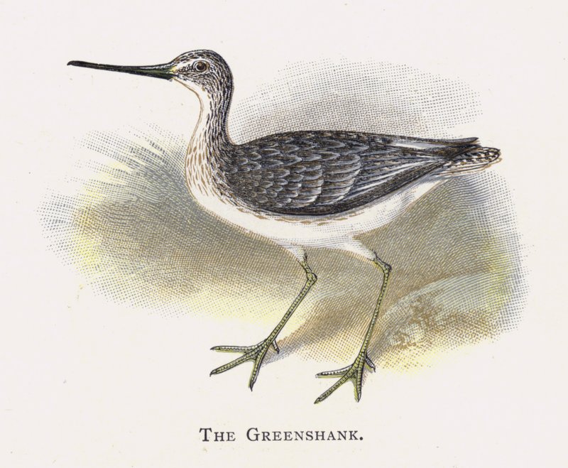 The Greenshank af Alexander Francis Lydon