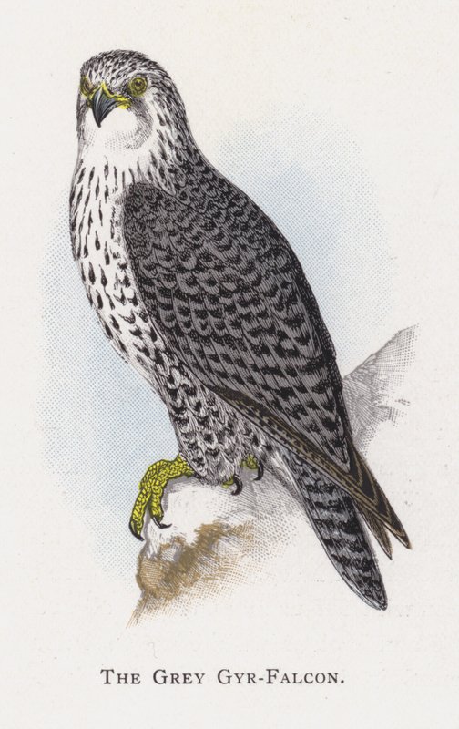 Den grå Gyr-falk af Alexander Francis Lydon