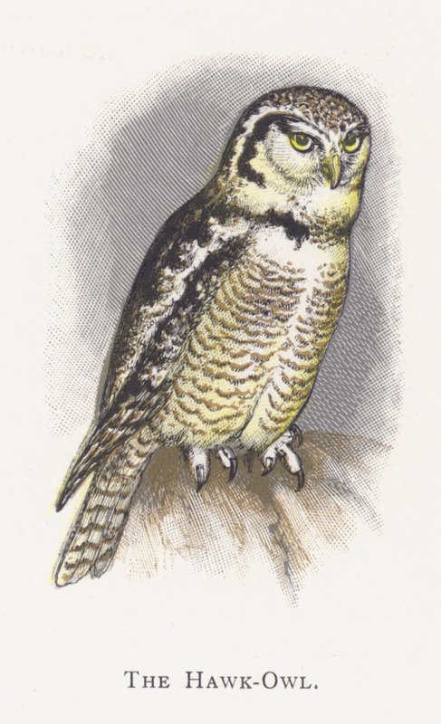 Høgeuglen af Alexander Francis Lydon
