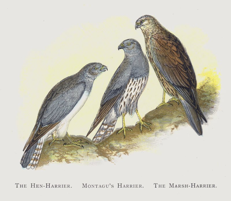 Høne-Harrier, Montagus Harrier, The Marsh-Harrier af Alexander Francis Lydon