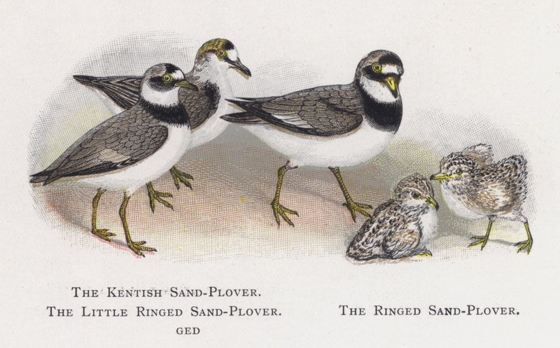 Den Kentiske Sand-Plover, Den Lille Ringede Sand-Plover, Den Ringede Sand-Plover af Alexander Francis Lydon