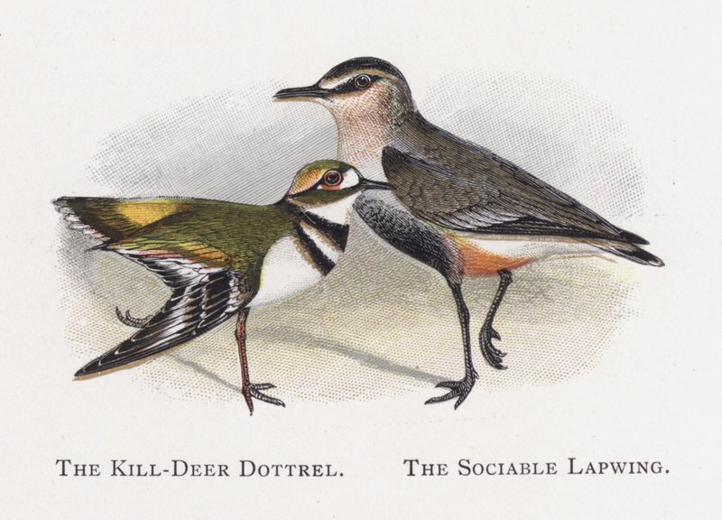 The Killdeer Dotterel, den selskabelige vibe af Alexander Francis Lydon