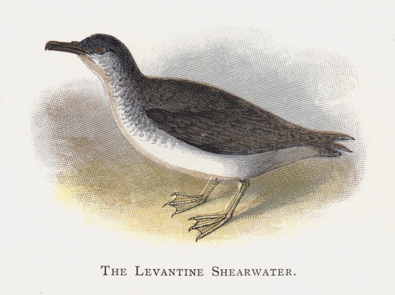 Den Levantinske Shearwater af Alexander Francis Lydon