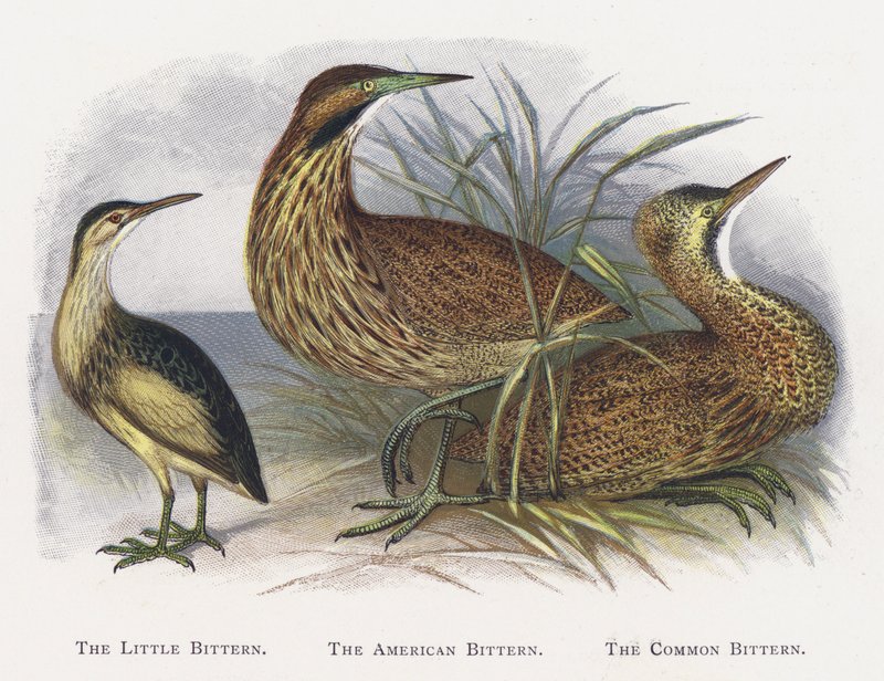 The Little Bittern, The American Bittern, The Common Bittern af Alexander Francis Lydon