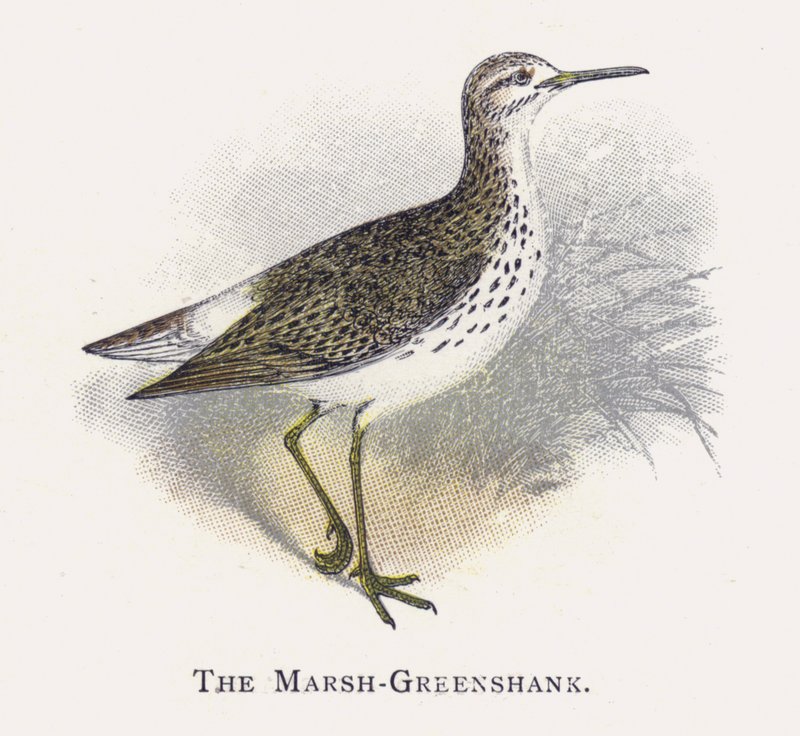 Marsh-Greenshank af Alexander Francis Lydon