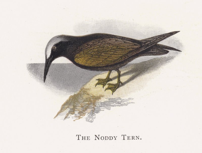Noddy Tern af Alexander Francis Lydon
