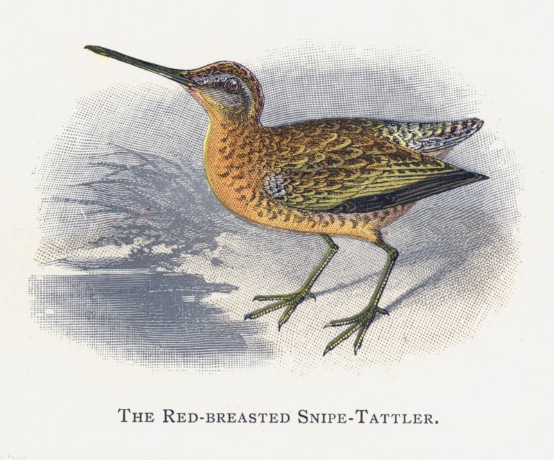 Rødbarmet Snipe-Tattler af Alexander Francis Lydon