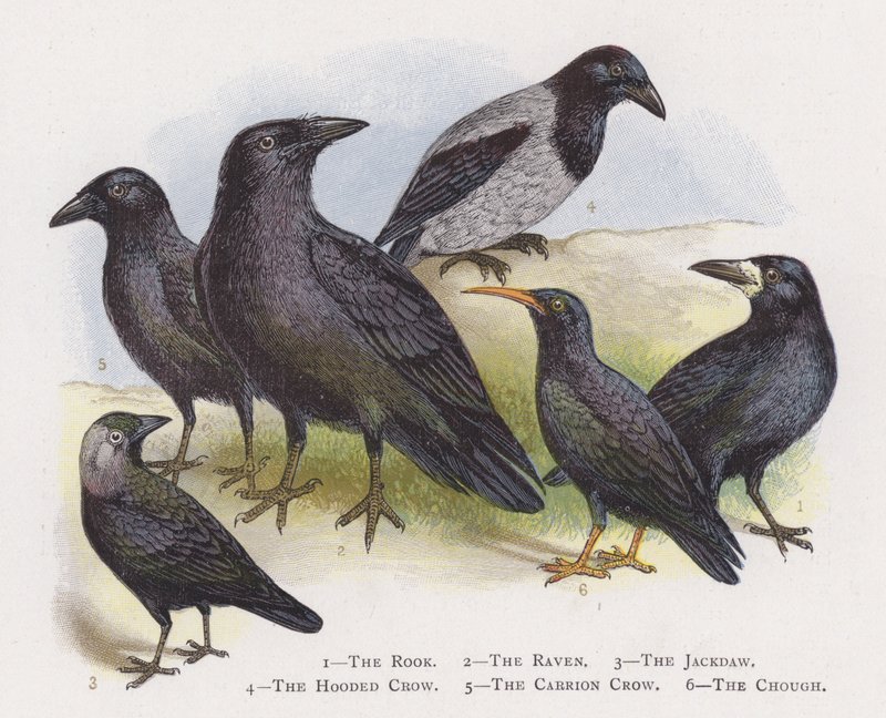 The Rook, The Raven, The Jackdaw, The Hooded Crow, The Carrion Crow, The Chough af Alexander Francis Lydon