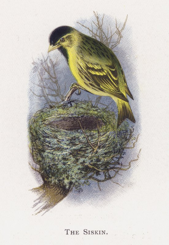 Siskinen af Alexander Francis Lydon