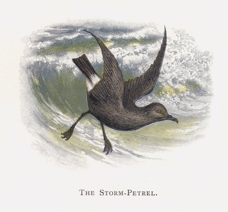 Storm-svalen af Alexander Francis Lydon