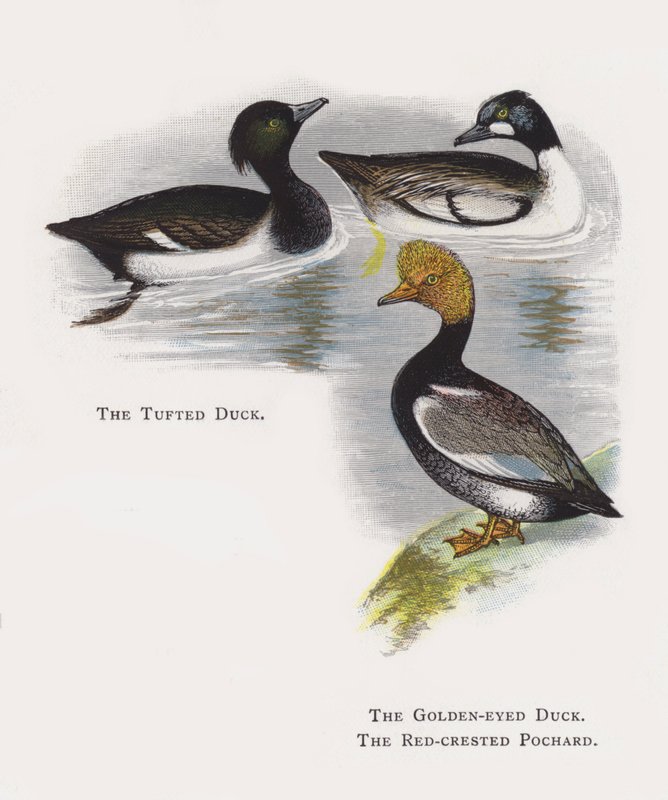 Tuftet And, Guldøjet And, Rød-crested Pochard af Alexander Francis Lydon