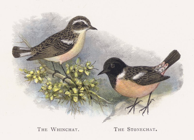 The Whinchat, The Stonechat af Alexander Francis Lydon