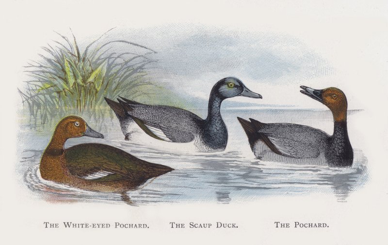 The White-eyed Pochard, The Scaup Duck, The Pochard af Alexander Francis Lydon