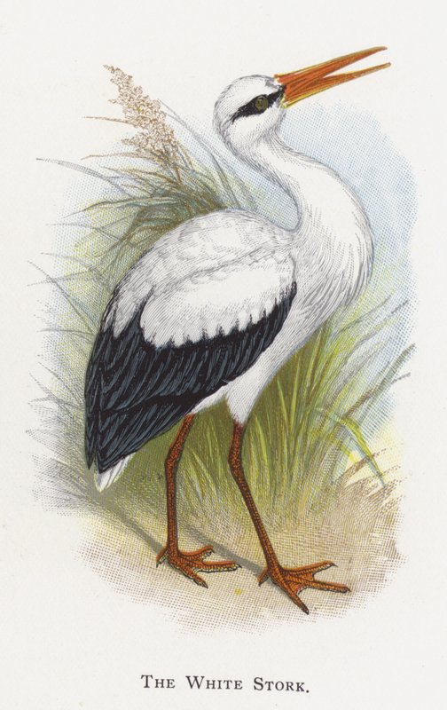 Den Hvide Stork af Alexander Francis Lydon