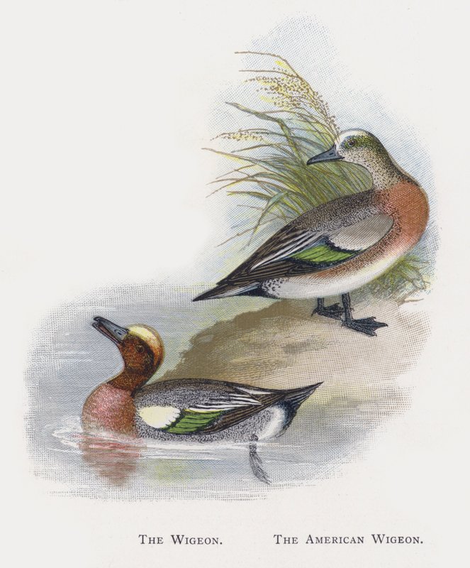 The Wigeon, The American Wigeon af Alexander Francis Lydon