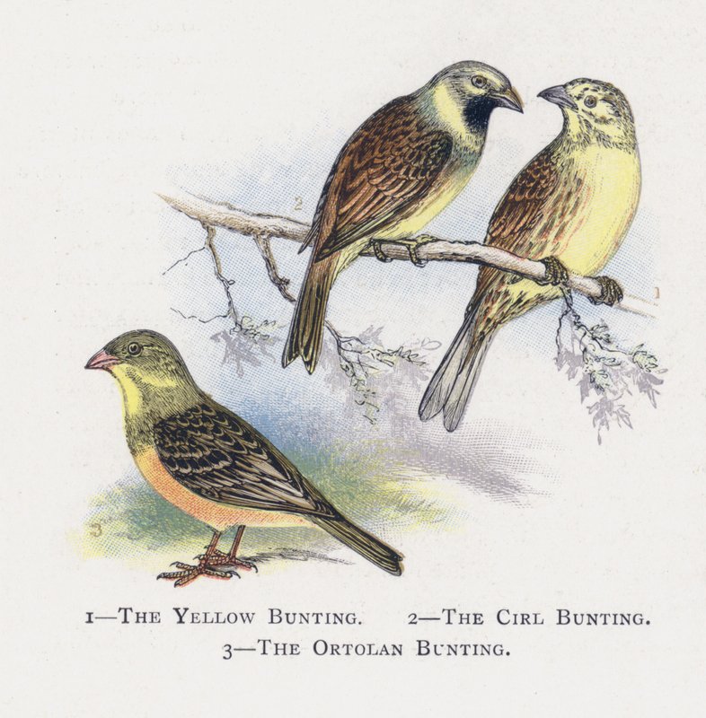 Den Gule Bunting, The Cirl Bunting, The Ortolan Bunting af Alexander Francis Lydon