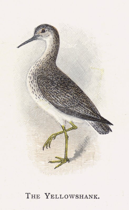 Gulbenet af Alexander Francis Lydon