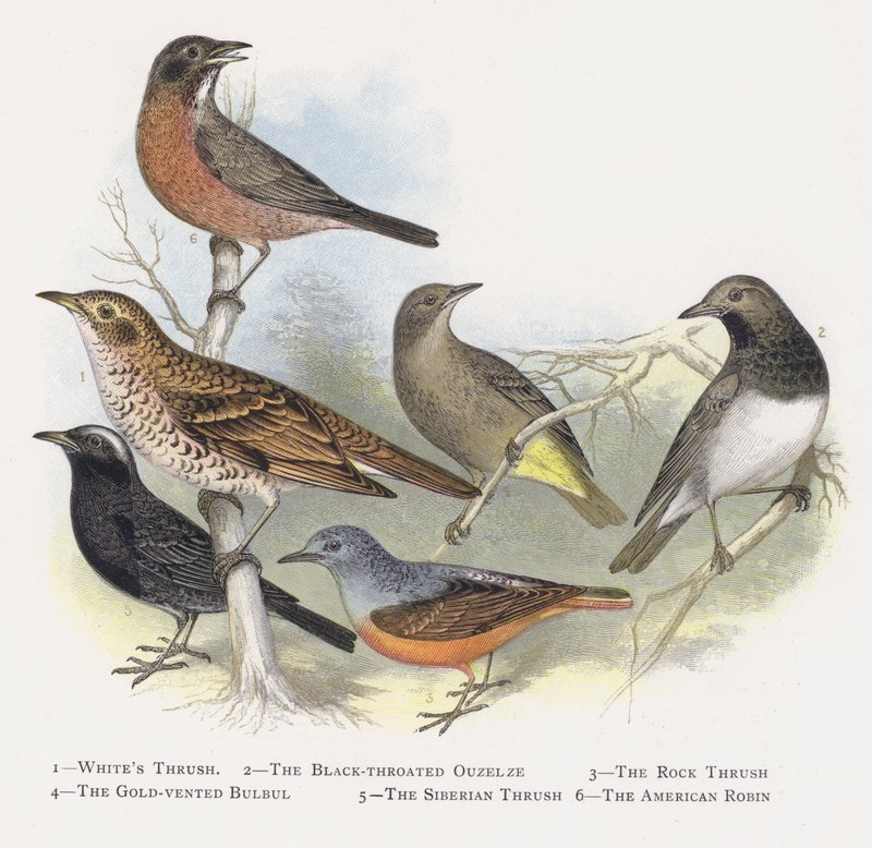 Hviddrossel, Sortstrubet Ouzelze, Klippedrossel, Guldventileret Bulbul, Sibirisk Drossel, Den amerikanske Robin af Alexander Francis Lydon