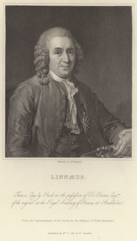 Linné af Alexander Roslin