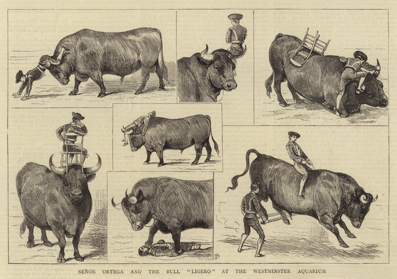 Senor Ortega og Bull Ligero ved Westminster Aquarium af Alfred Chantrey Corbould