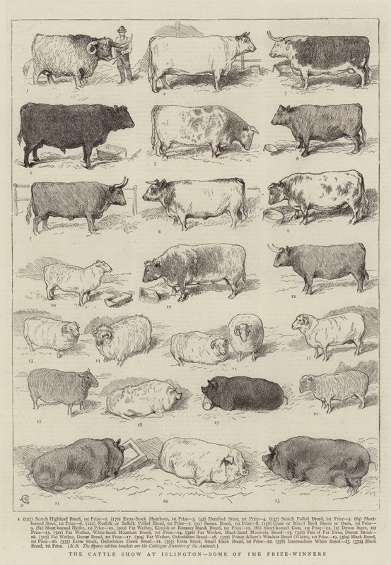 Kvægudstillingen i Islington, nogle af prisvinderne af Alfred Chantrey Corbould