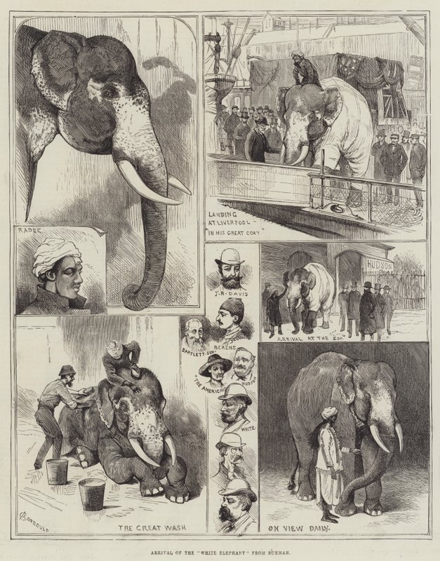 Ankomst af den hvide elefant fra Burmah af Alfred Courbould