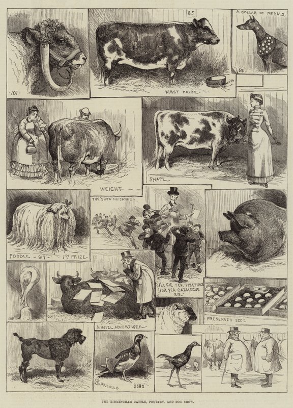 Birmingham kvæg-, fjerkræ- og hundeudstilling af Alfred Courbould